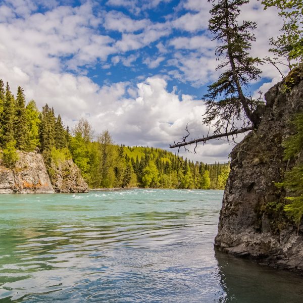 Alaskan Widespread Fishing Adventures (Salmon Fishing) - Image 5